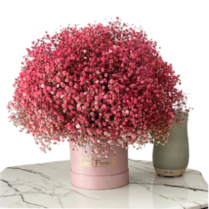 Charlotte Box Gypsophila
